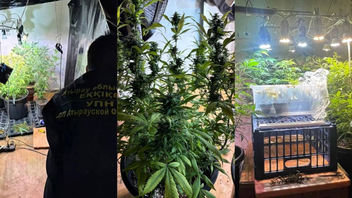 Атырауда қарасора өсірген  ер адам ұсталды